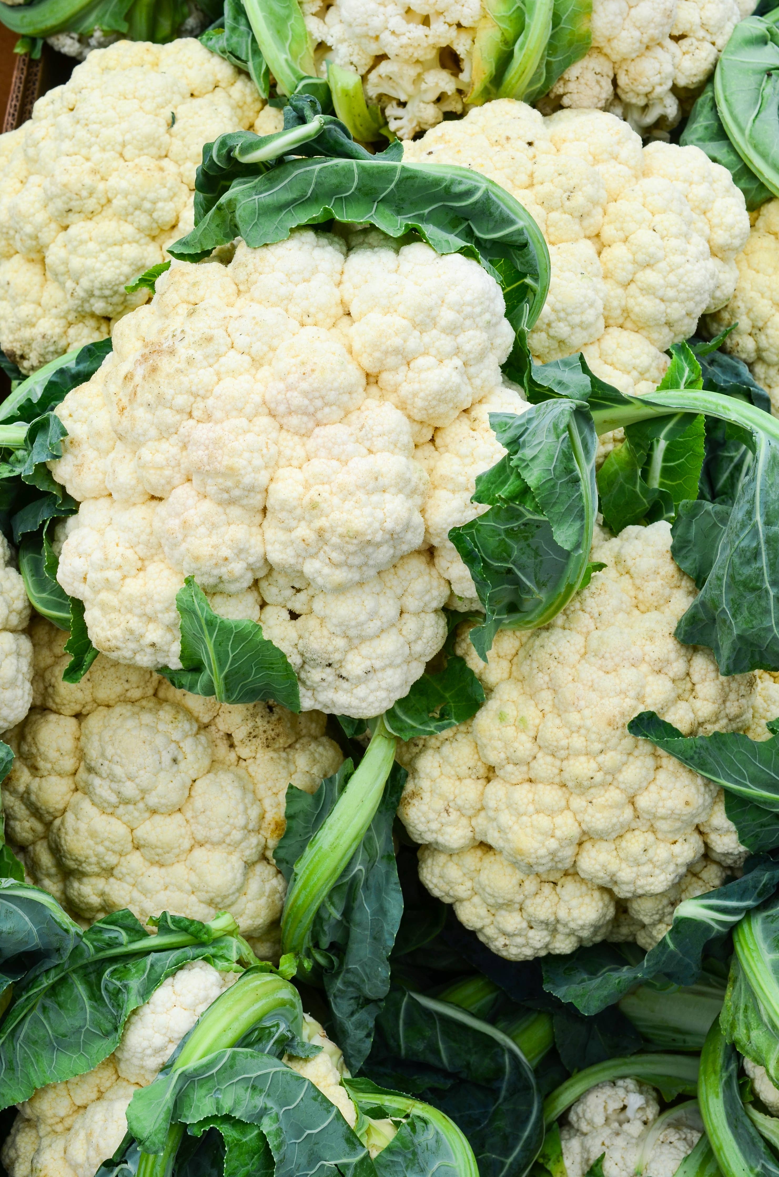 Cauliflower-Snowball 1884