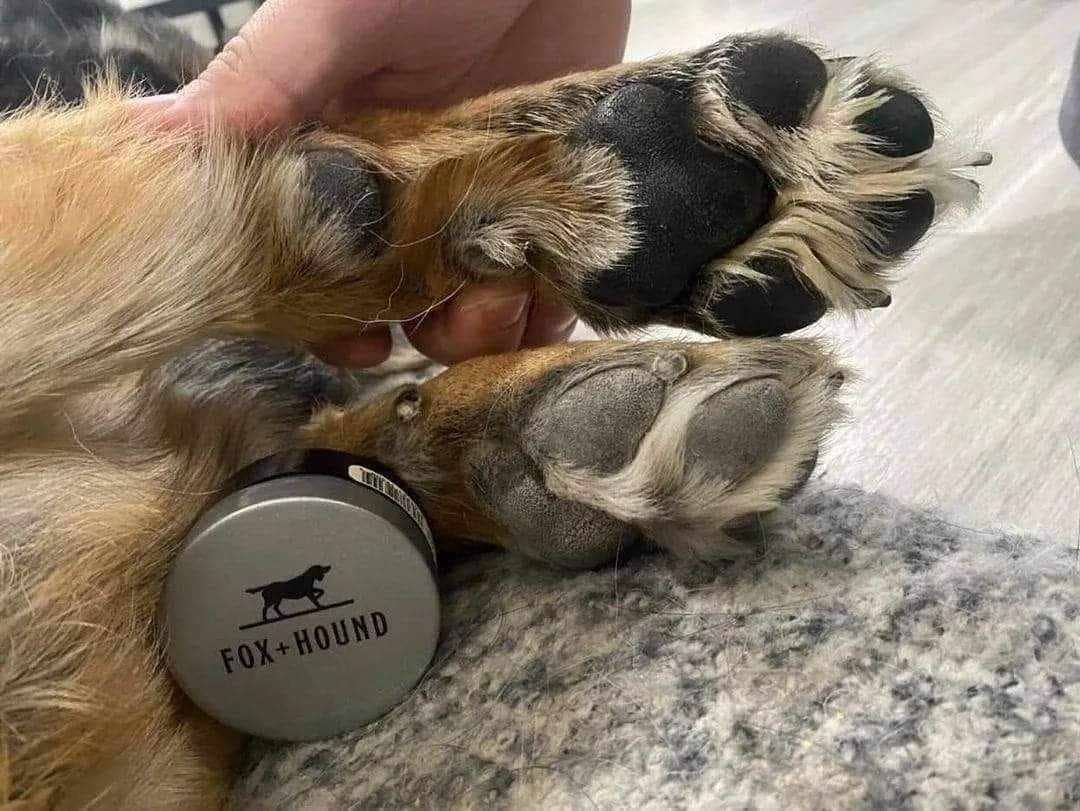 Paw Pad Salve- Fox + Hound Paw Pad Salve For Dogs- Butter, B