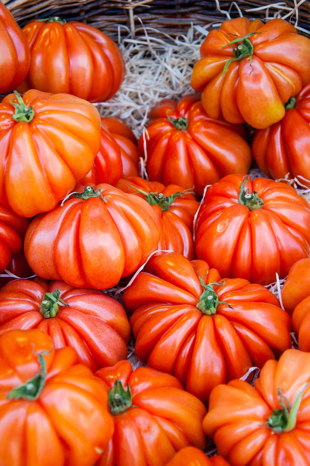 Tomato-Brandywine 1885