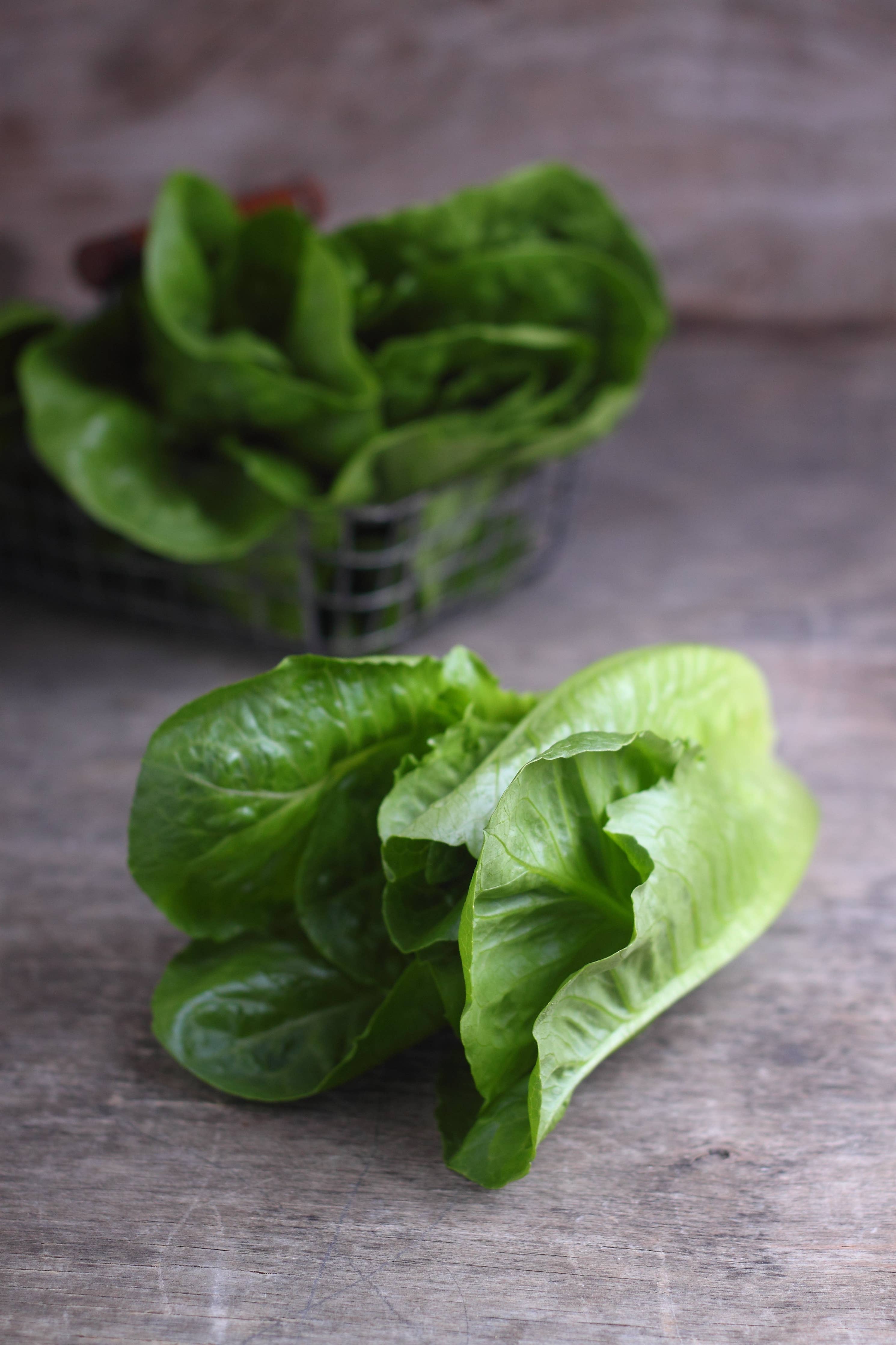 Lettuce-Parris Island Romaine 1949