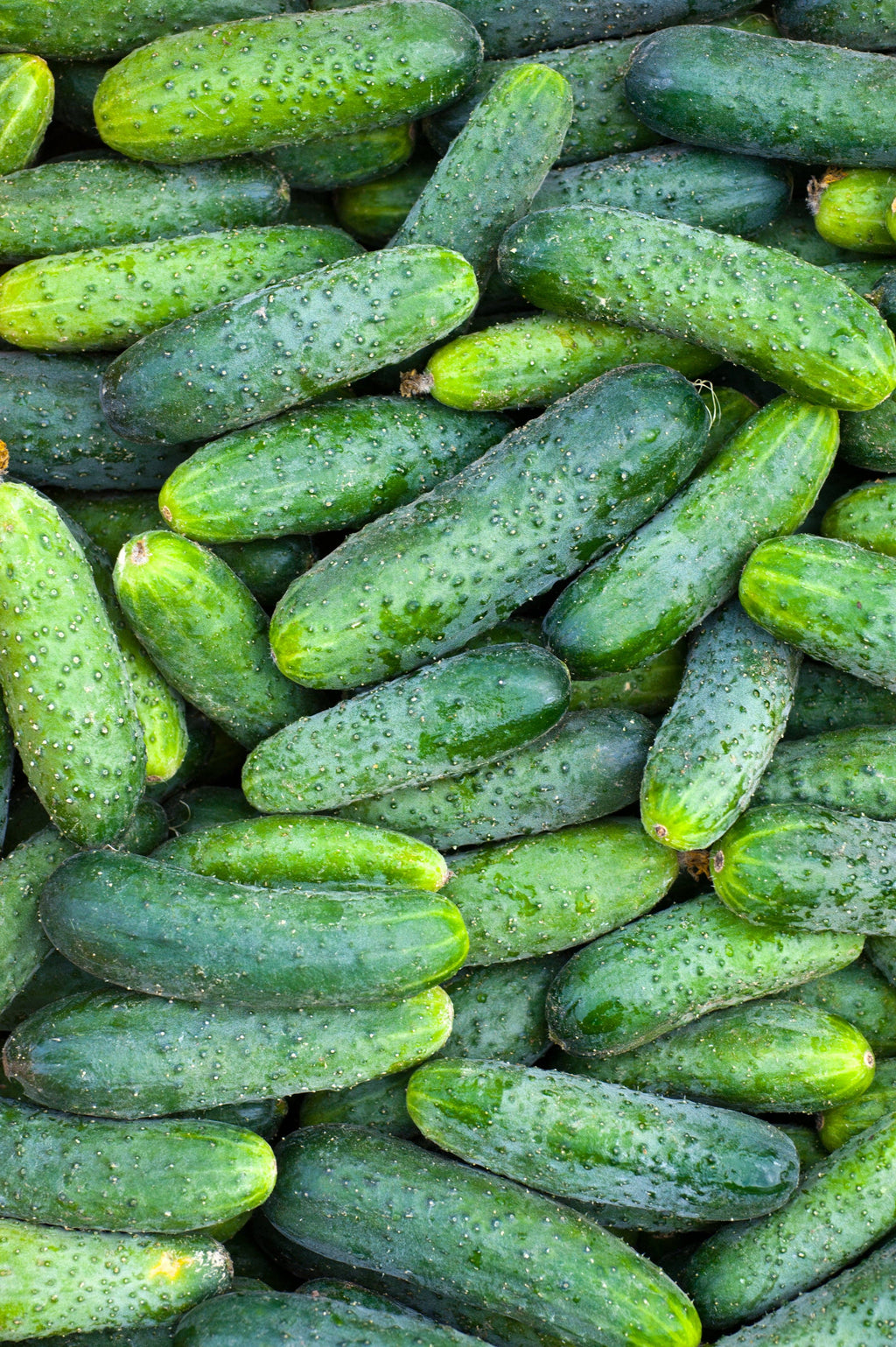 Cucumber-Boston Pickling 1887