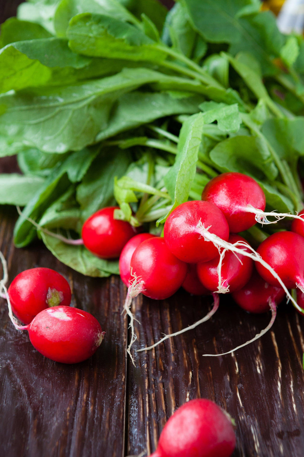 Radish-Cherry Belle 1884