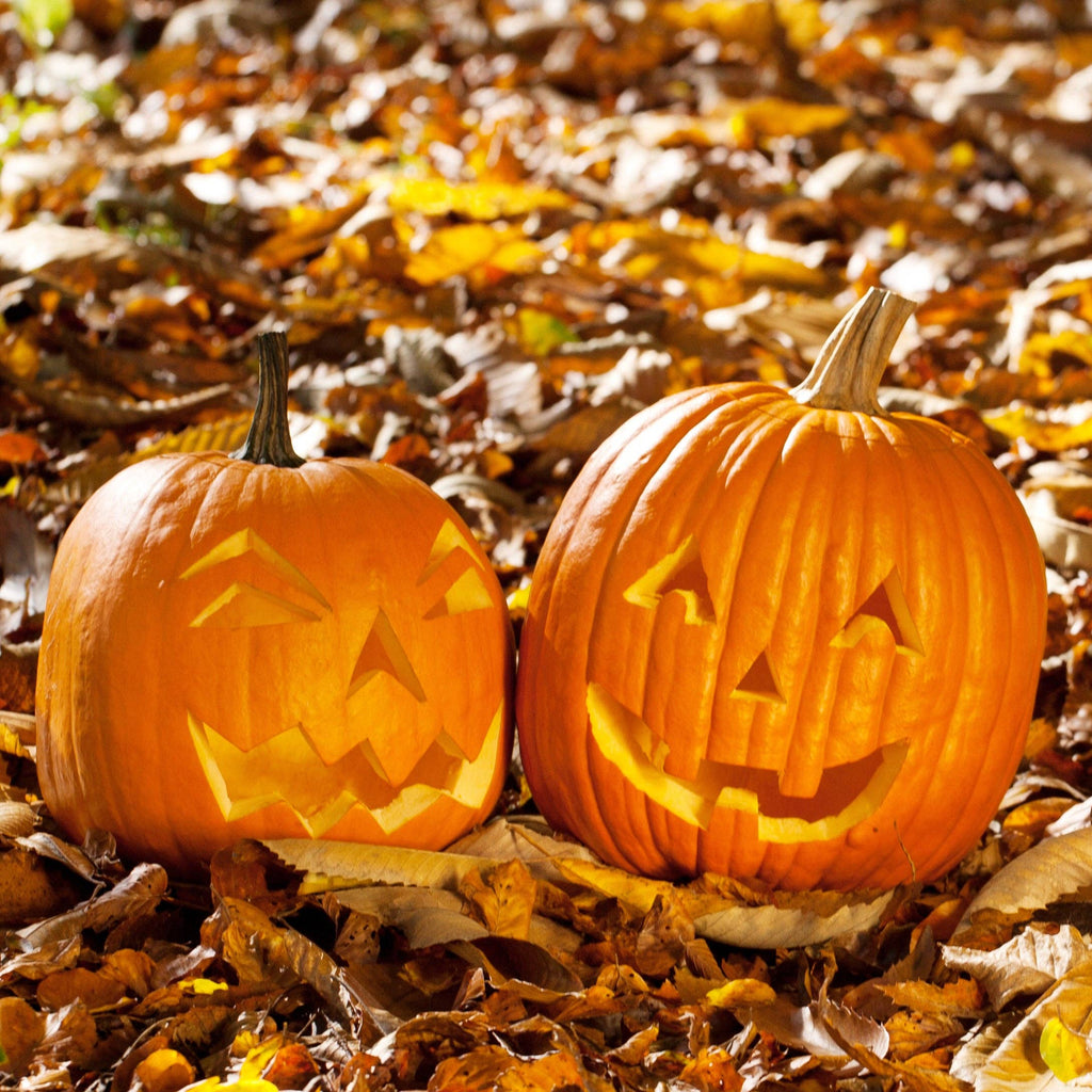 Pumpkin-Jack O' Lantern 1900's