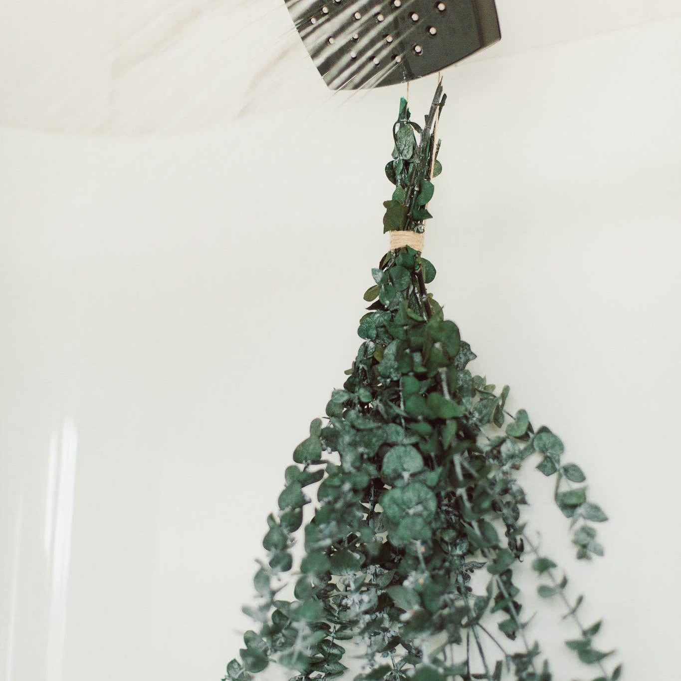 Fresh Eucalyptus Shower Bundle