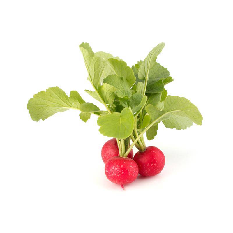 Radish-Cherry Belle 1884