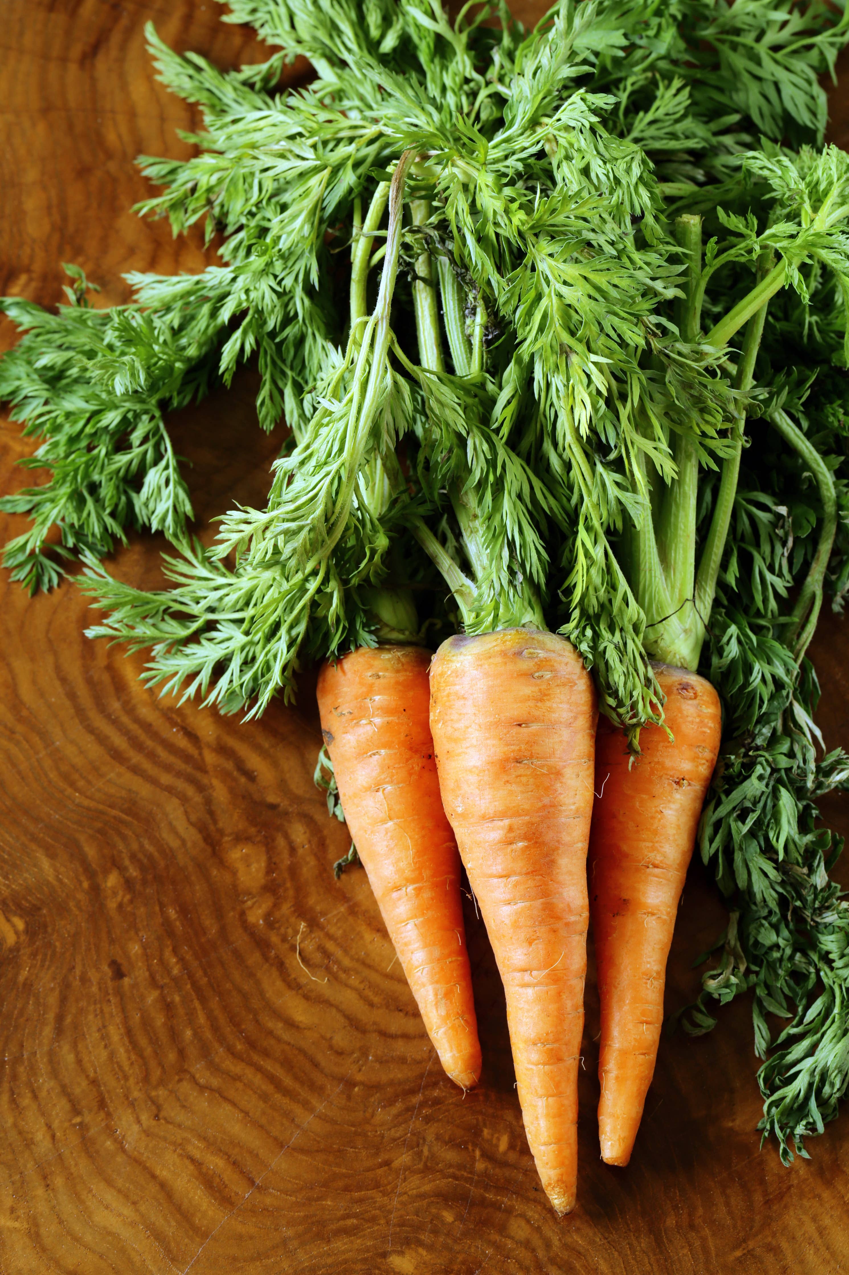 Carrot-Danvers Half Long 1870's
