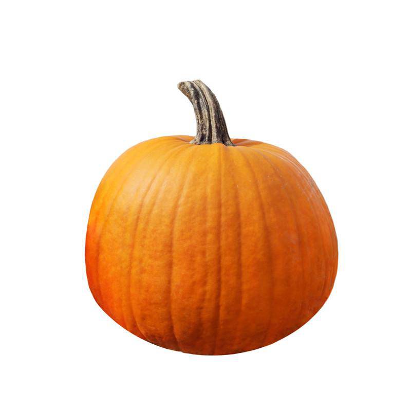 Pumpkin-Jack O' Lantern 1900's