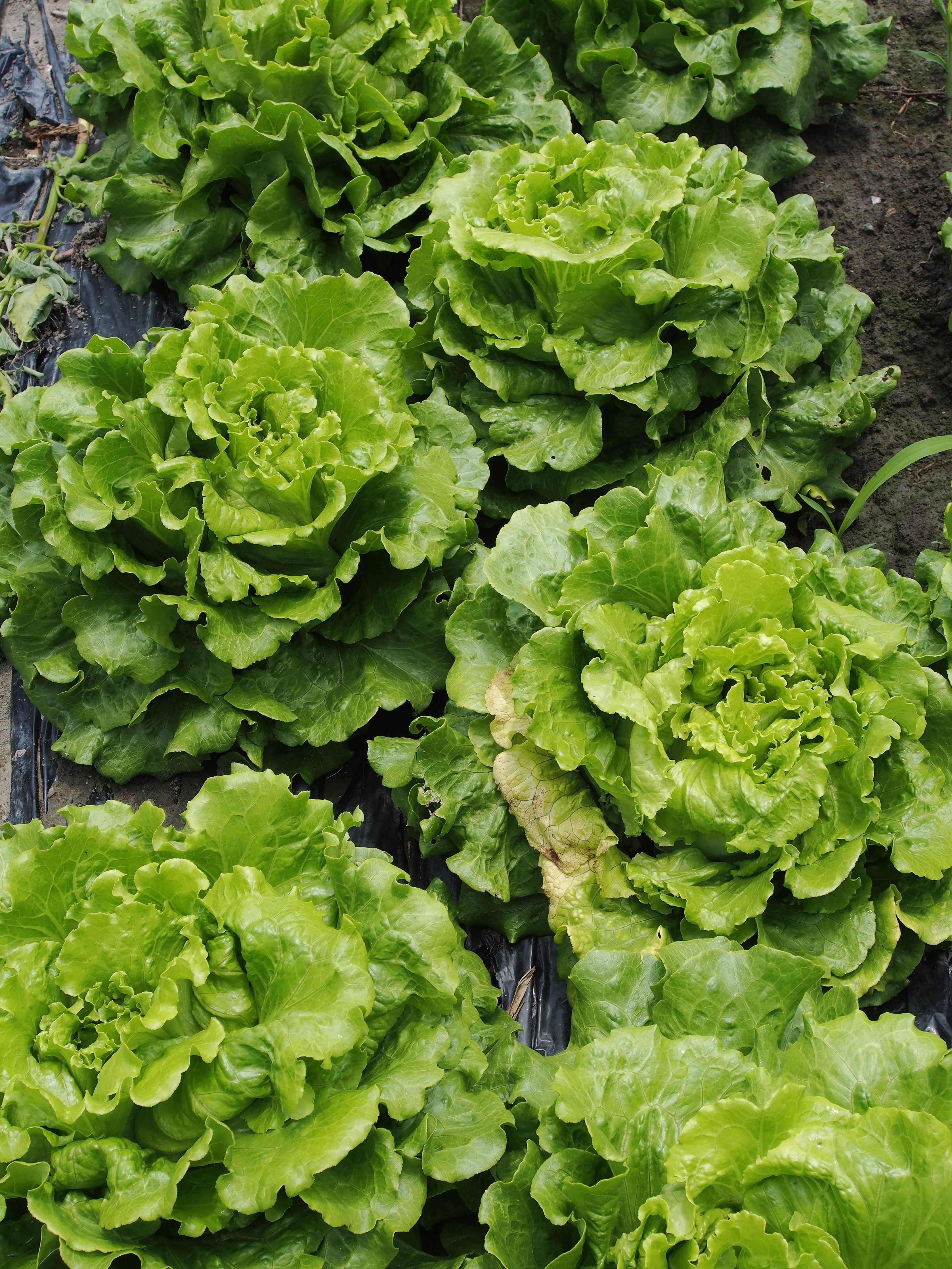 Lettuce-Black Seed Simpsons Curled 1885