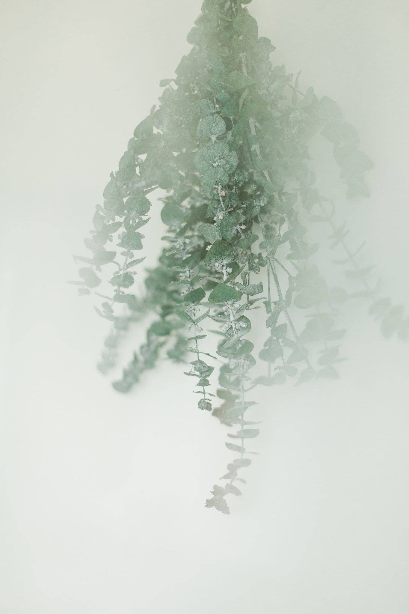 Fresh Eucalyptus Shower Bundle