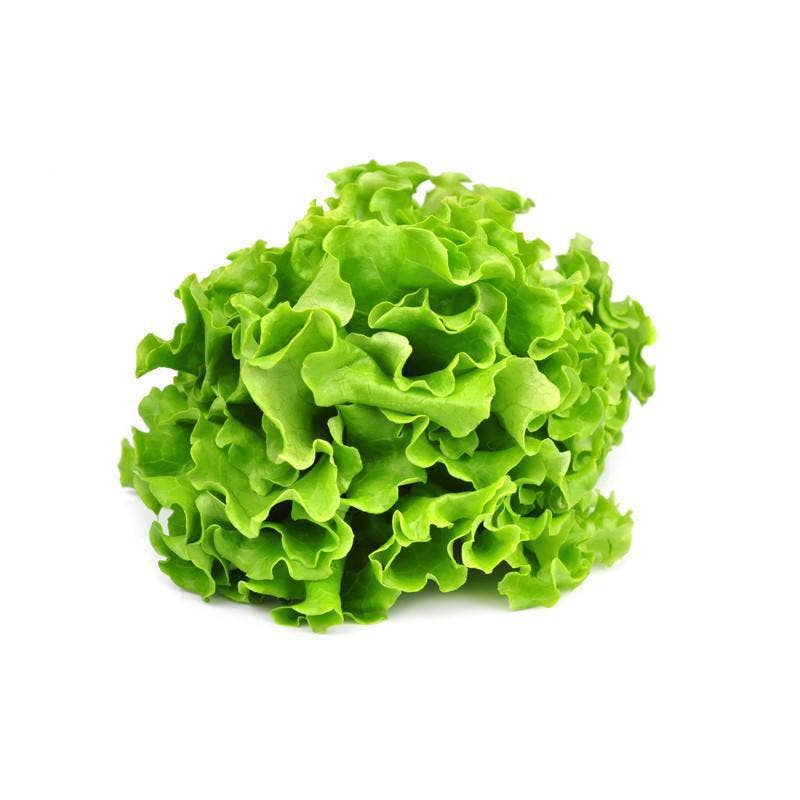 Lettuce-Black Seed Simpsons Curled 1885